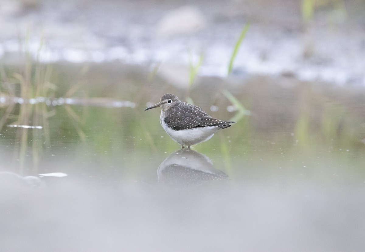 Solitary Sandpiper - ML611384292