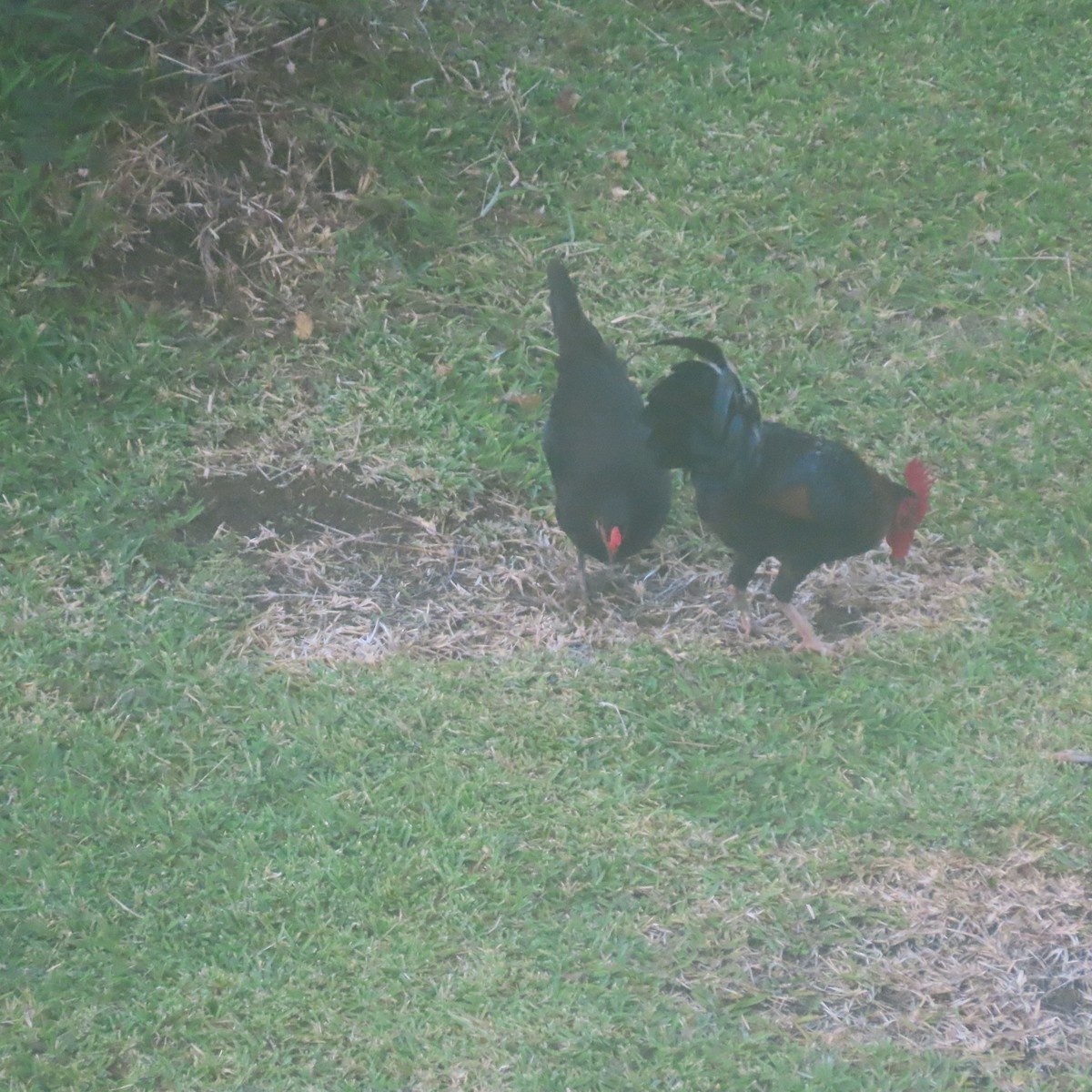 Red Junglefowl - ML611384295