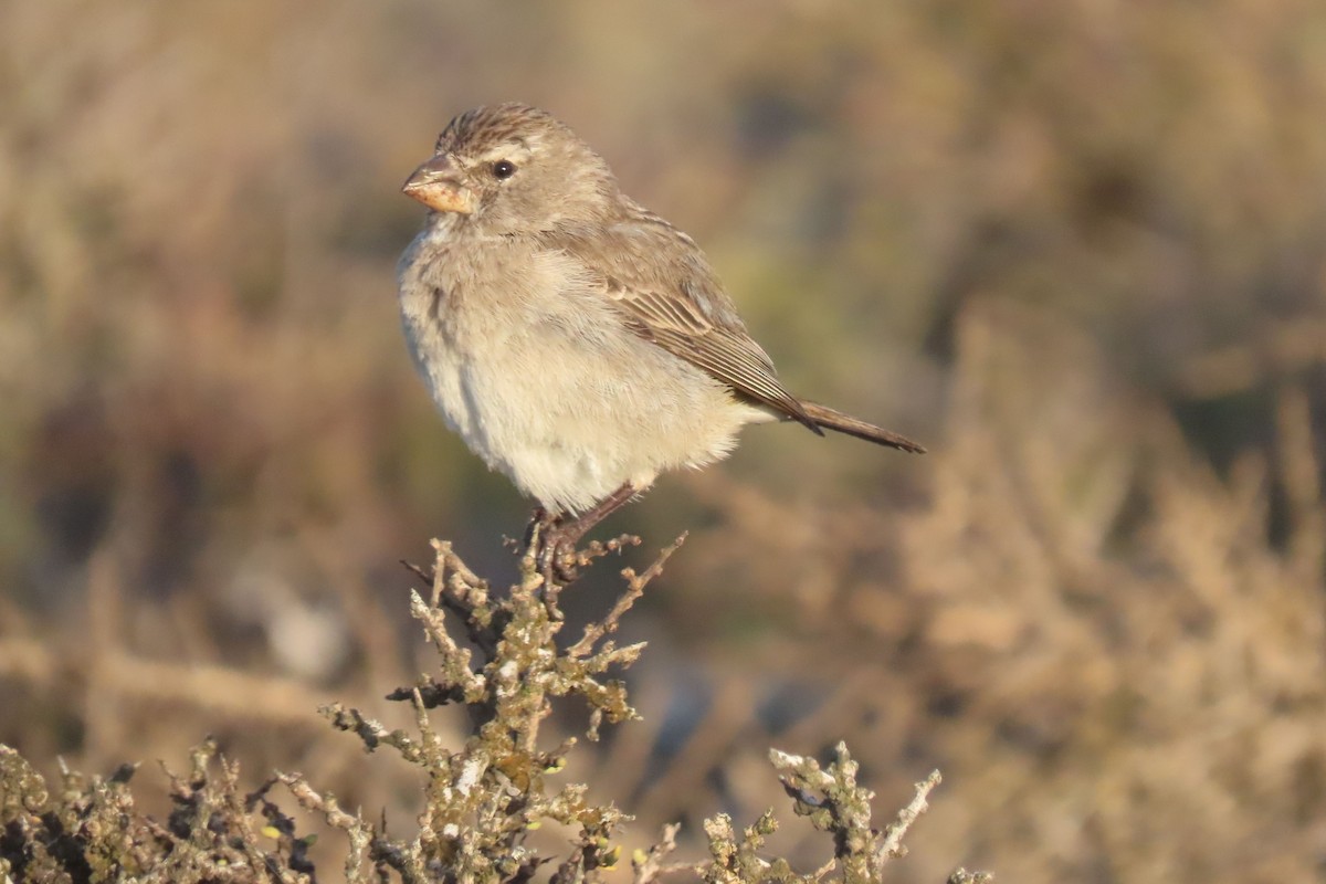 Serinus sp. - Shane Dollman