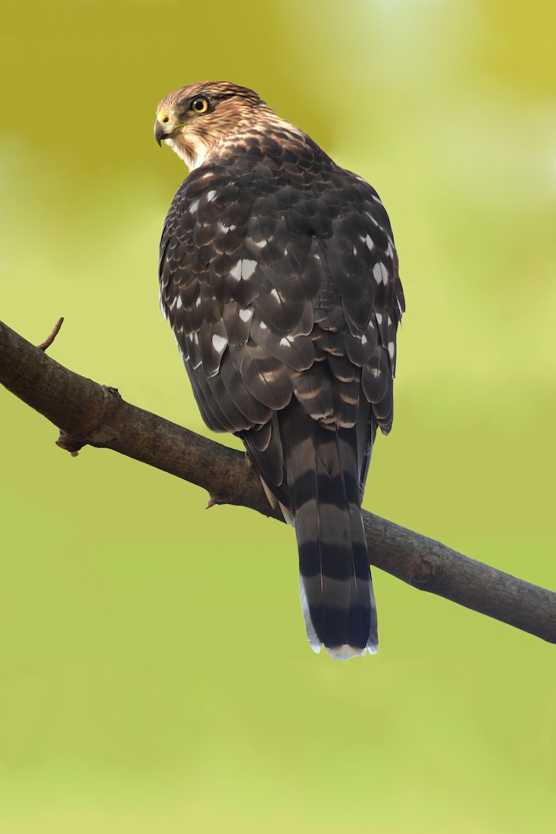 Cooper's Hawk - ML611384344