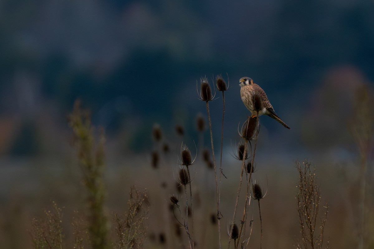 American Kestrel - ML611384348