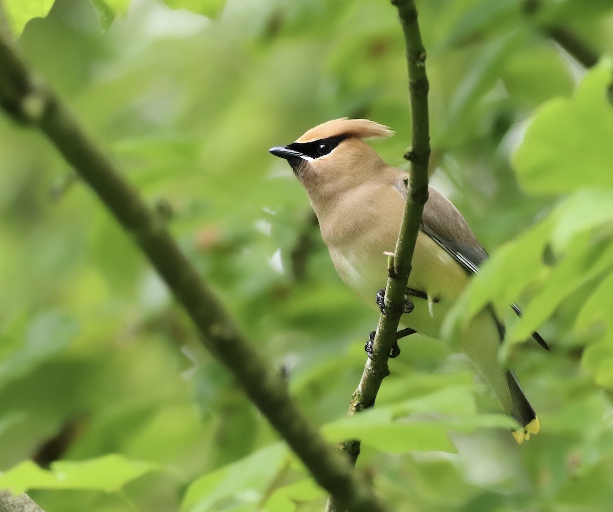 Cedar Waxwing - Jennifer Hansen