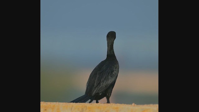 Little Cormorant - ML611384440