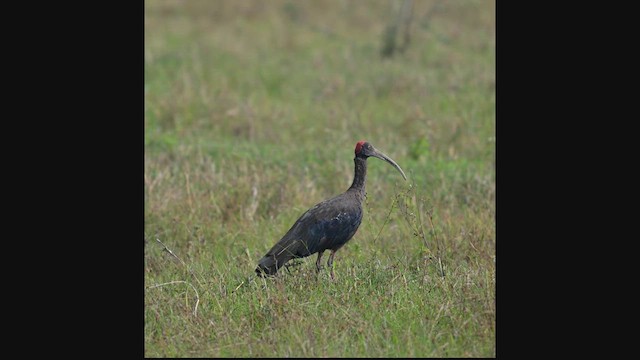 Red-naped Ibis - ML611384446