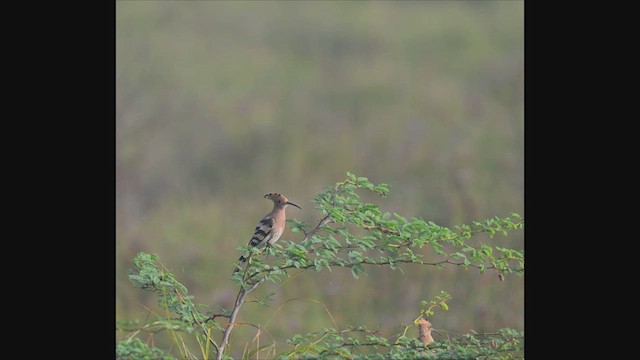 Eurasian Hoopoe - ML611384450