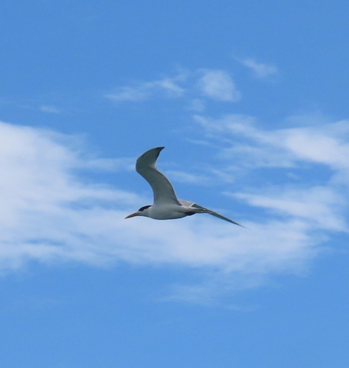 Sooty Tern - ML611384576