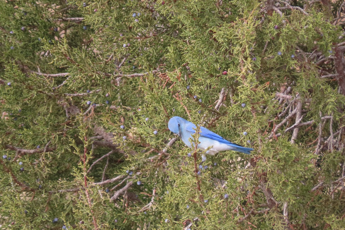 Mountain Bluebird - ML611384618