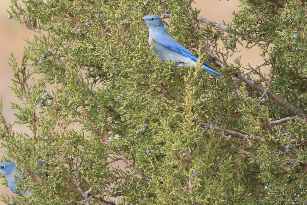 Mountain Bluebird - ML611384619