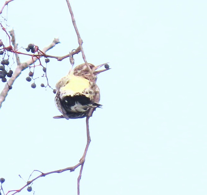 Yellow-bellied Sapsucker - ML611384664