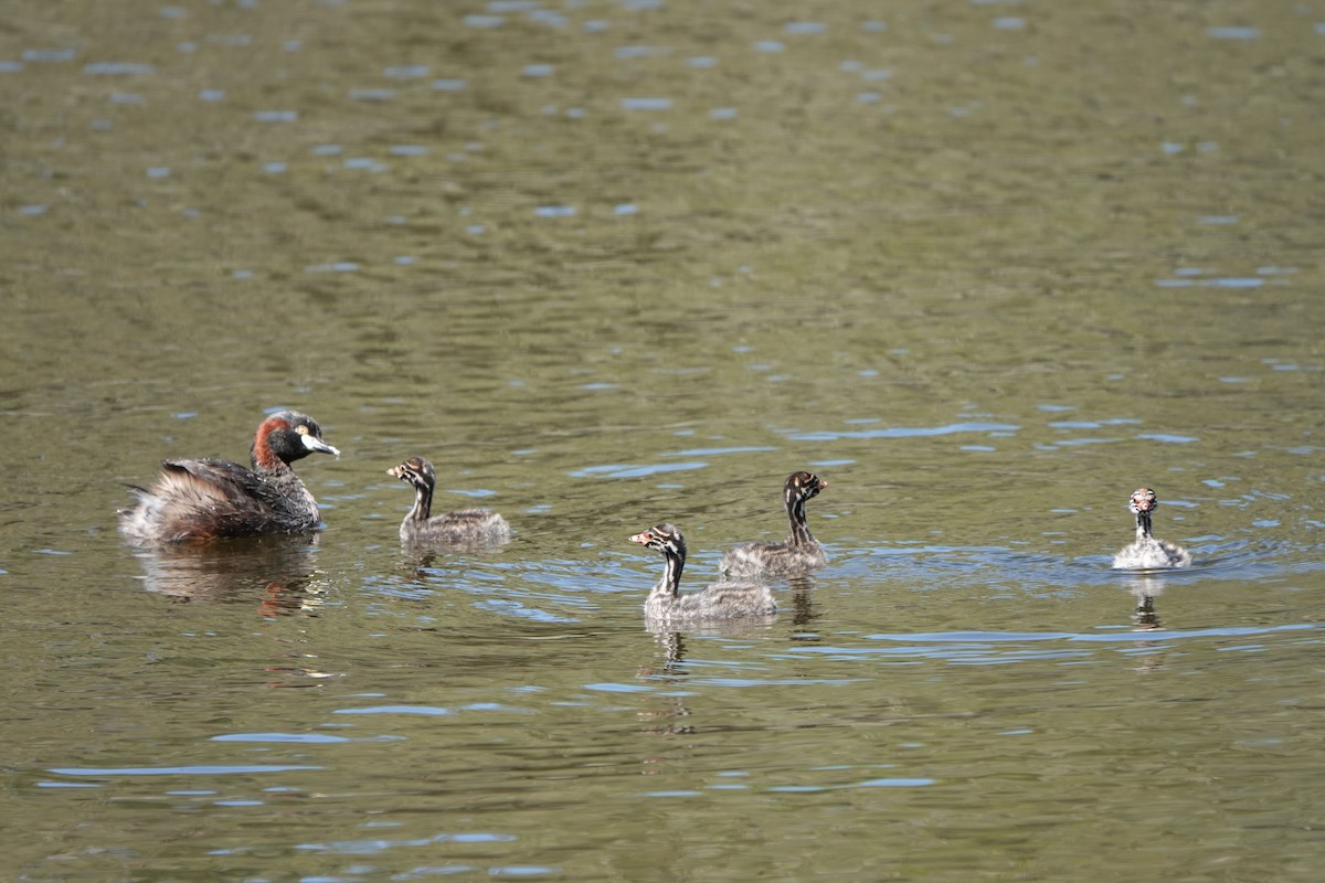 Australasian Grebe - ML611384675