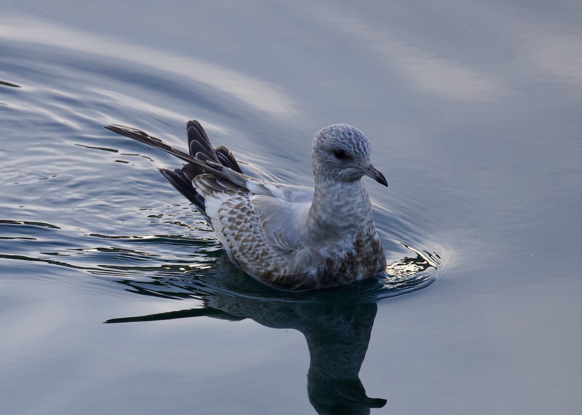 Short-billed Gull - ML611384689