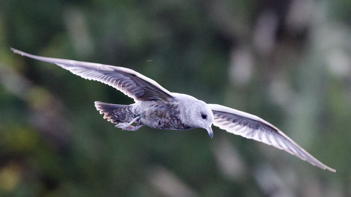 Short-billed Gull - ML611384690