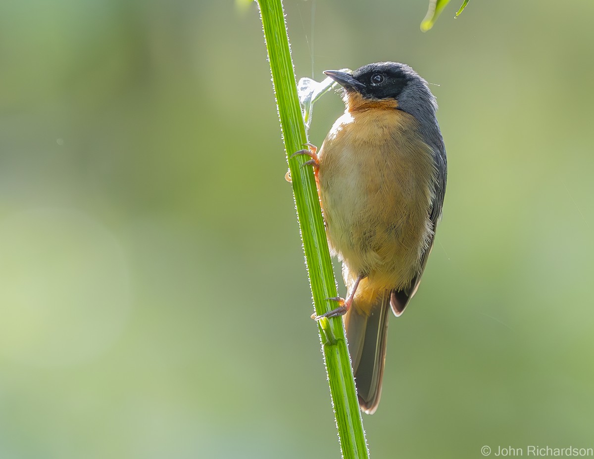 Black-eared Hemispingus - John Richardson