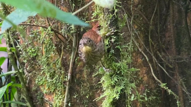 Anabate de Lawrence - ML611384703