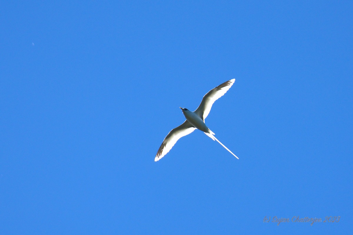 White-tailed Tropicbird (Indian Ocean) - Sujan Chatterjee