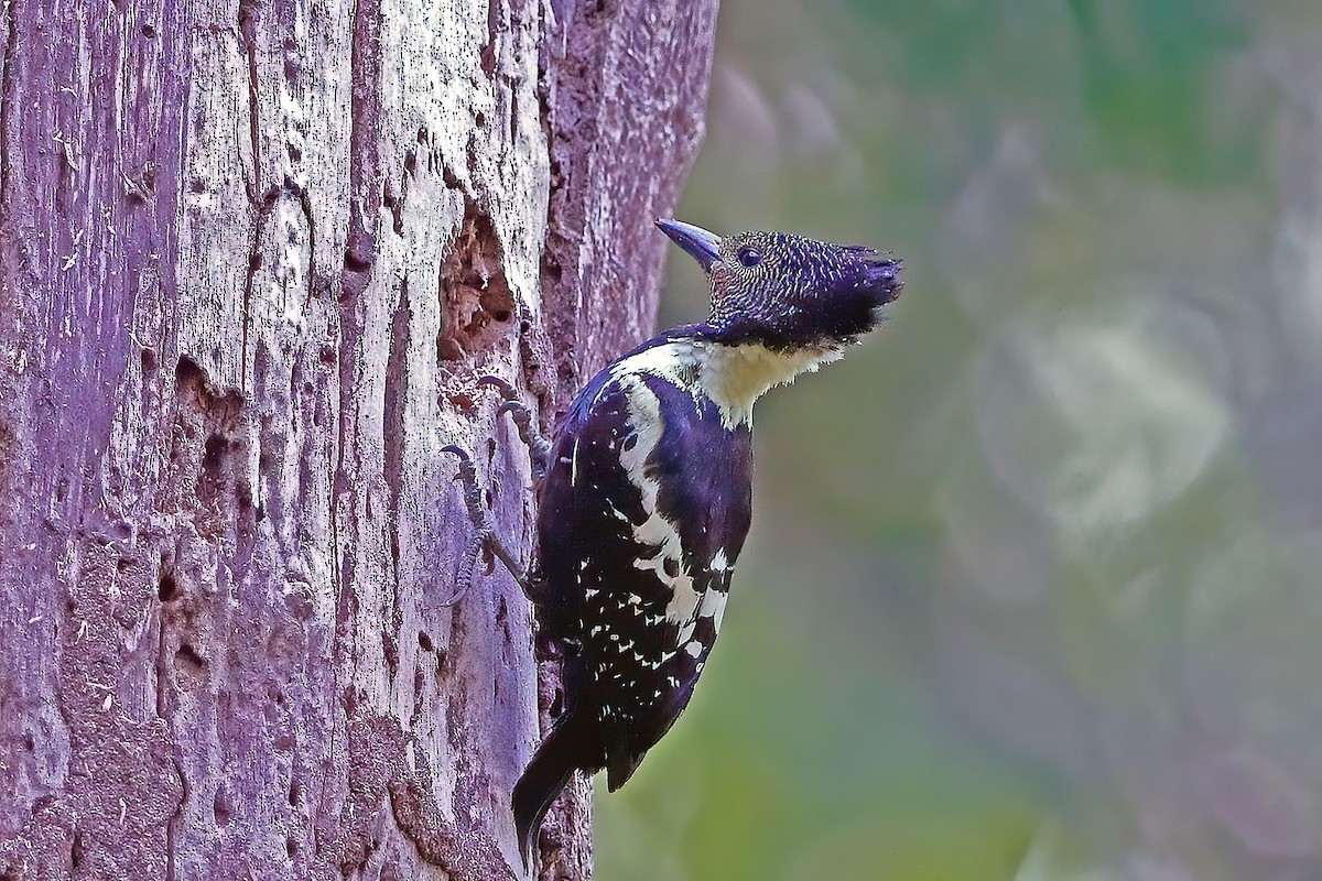 Black-and-buff Woodpecker - ML611384760