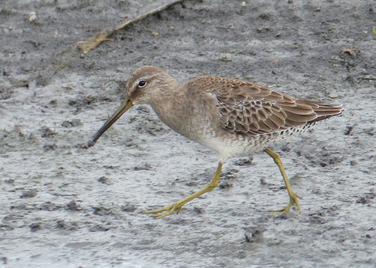 Short-billed Dowitcher - ML611384861