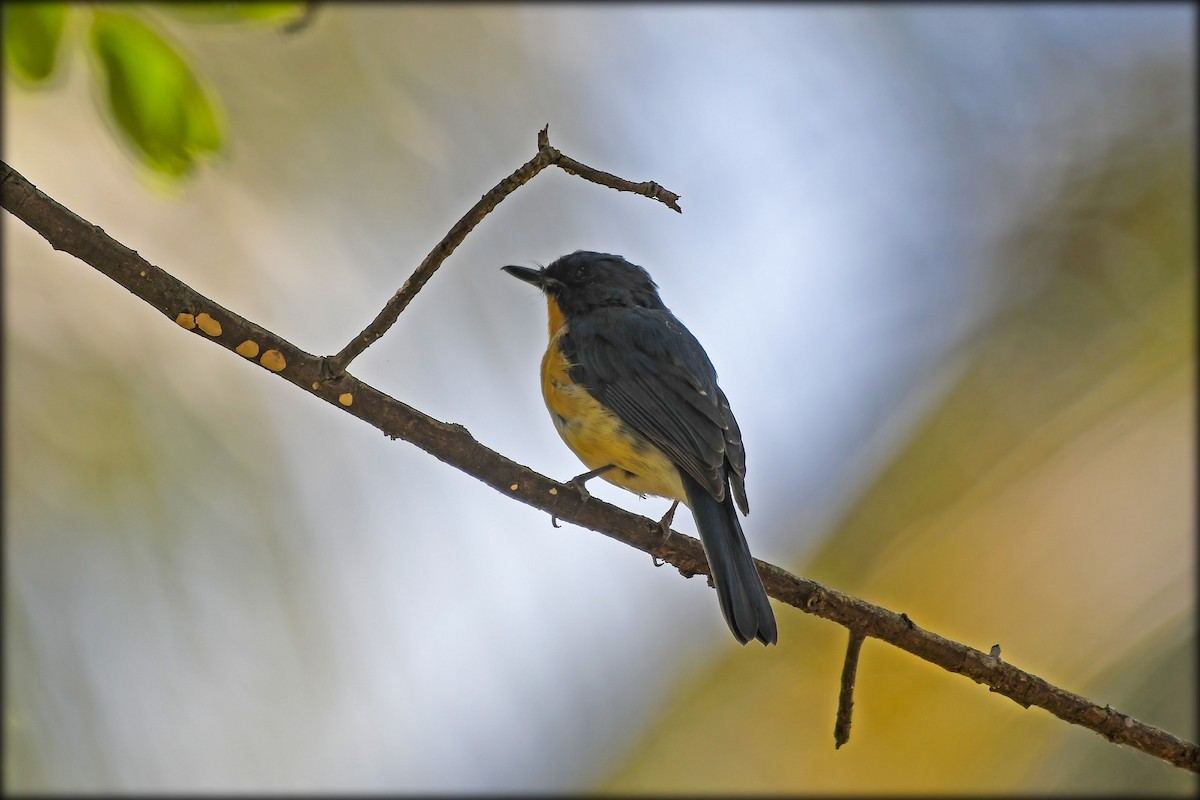 Tickell's Blue Flycatcher - ML611384909