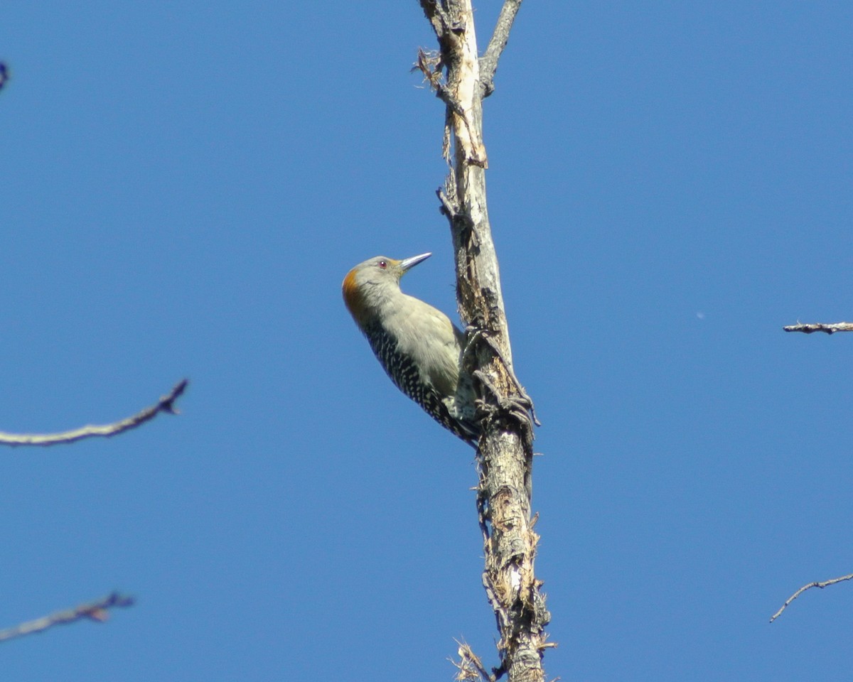 Golden-fronted Woodpecker (Northern) - ML611384918