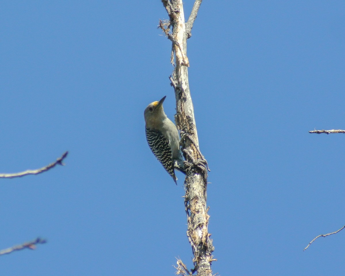 Golden-fronted Woodpecker (Northern) - ML611384922