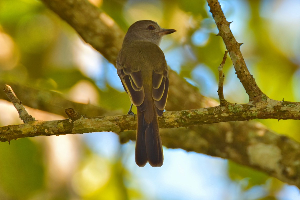 Panama Flycatcher - Peter Kavouras