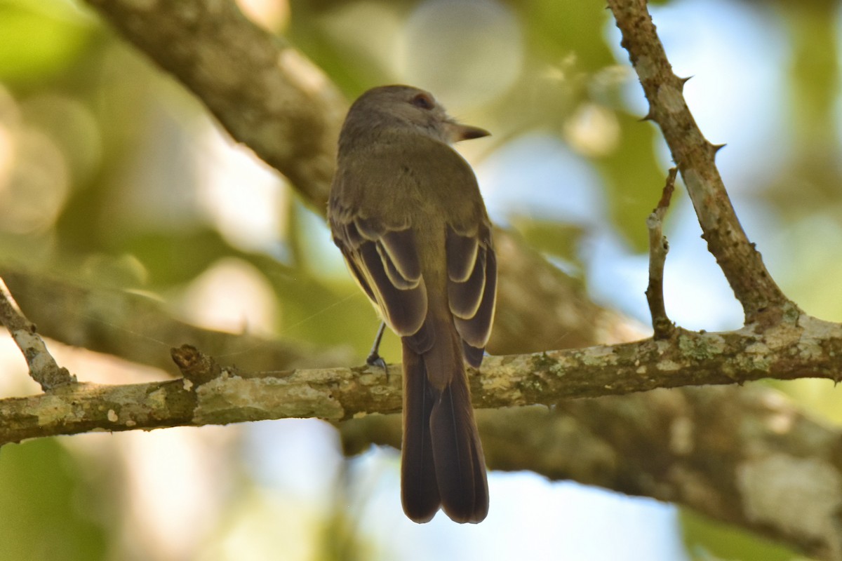 Panama Flycatcher - Peter Kavouras