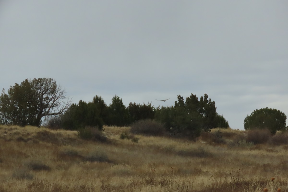 Northern Harrier - ML611384976