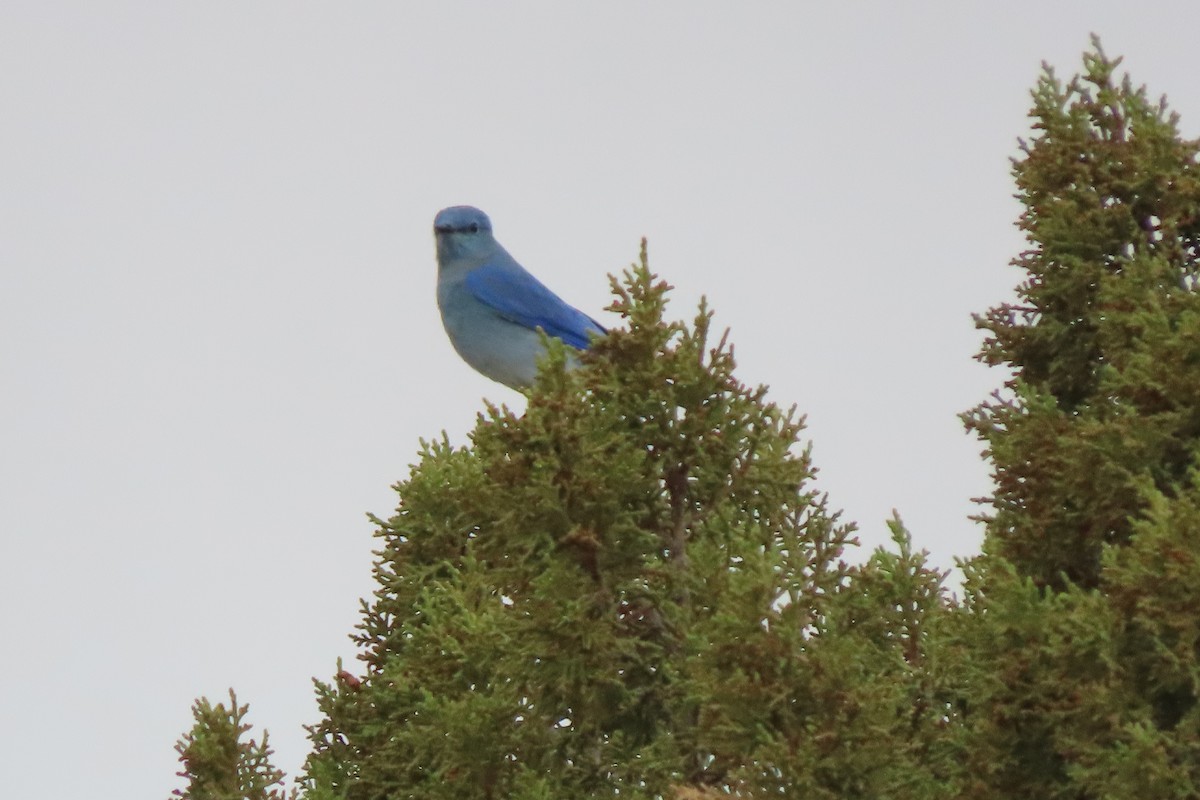 Mountain Bluebird - ML611384981
