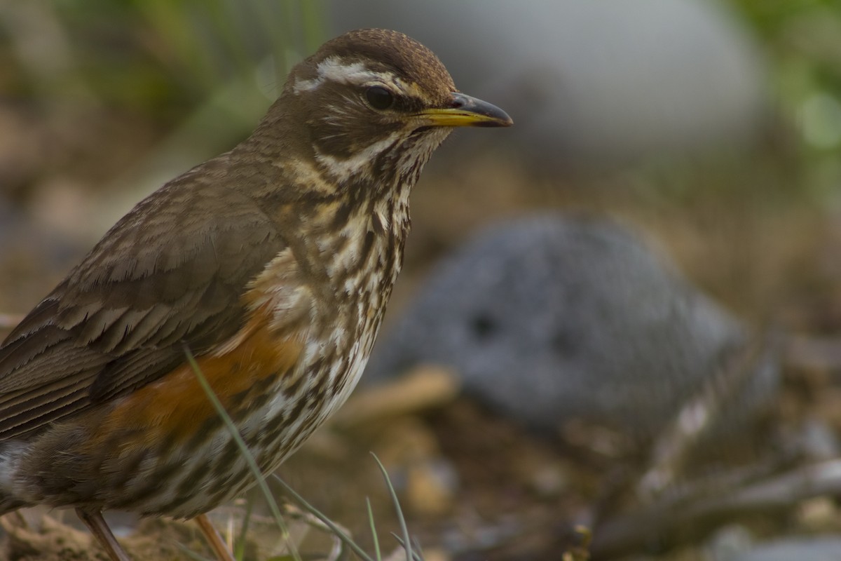 Redwing (Icelandic) - ML611384999