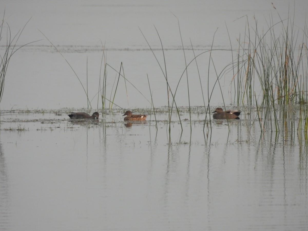 Gadwall - ravi patel