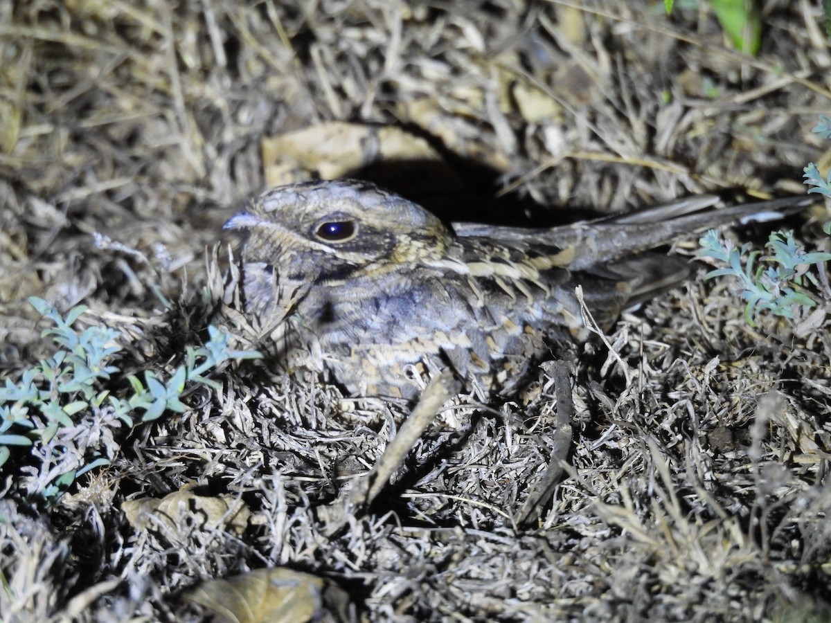 Indian Nightjar - ML611385047