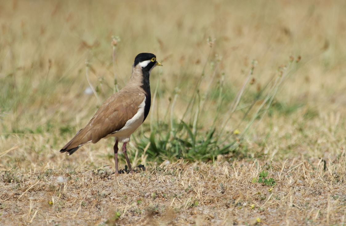 Banded Lapwing - ML611385079
