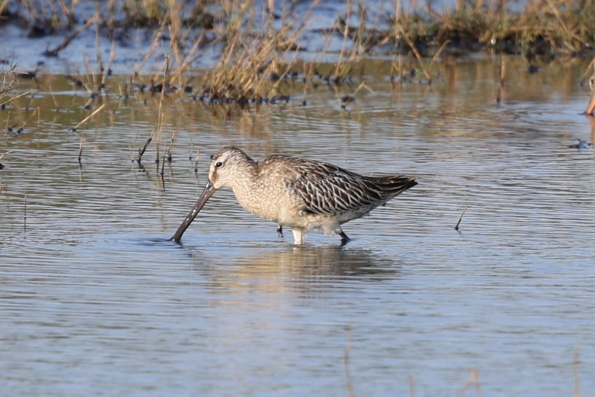 Asian Dowitcher - ML611385268