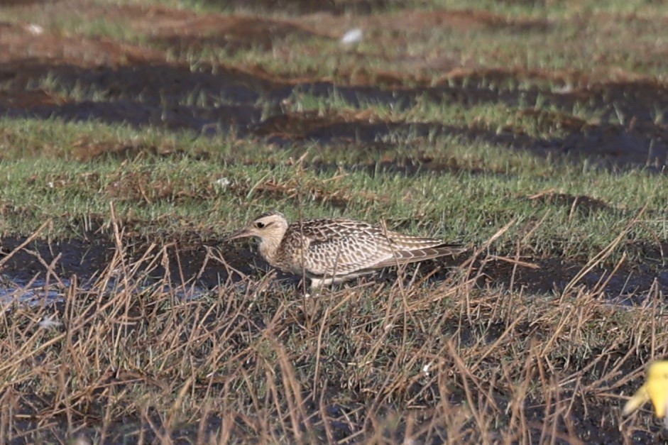 Little Curlew - ML611385279