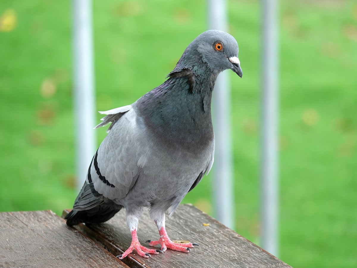 Rock Pigeon (Feral Pigeon) - ML611385321
