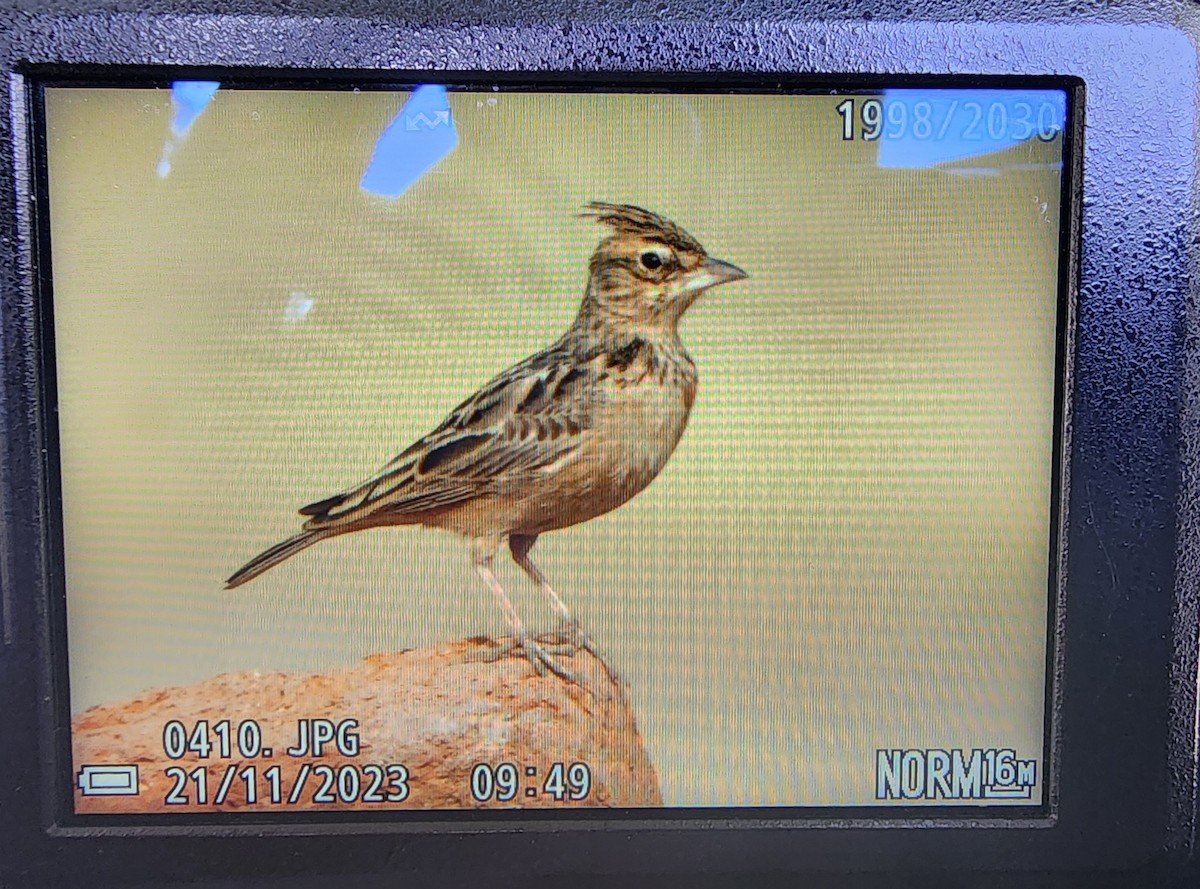 Tawny Lark - Kamrudin Alvani