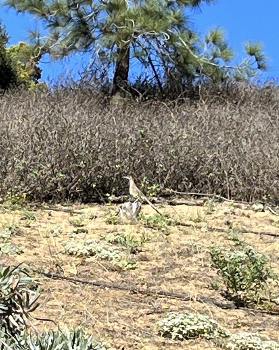 Greater Roadrunner - ML611385402