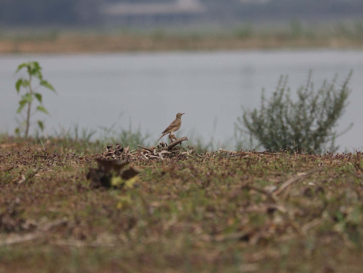 tanımsız Anthus sp. - ML611385489