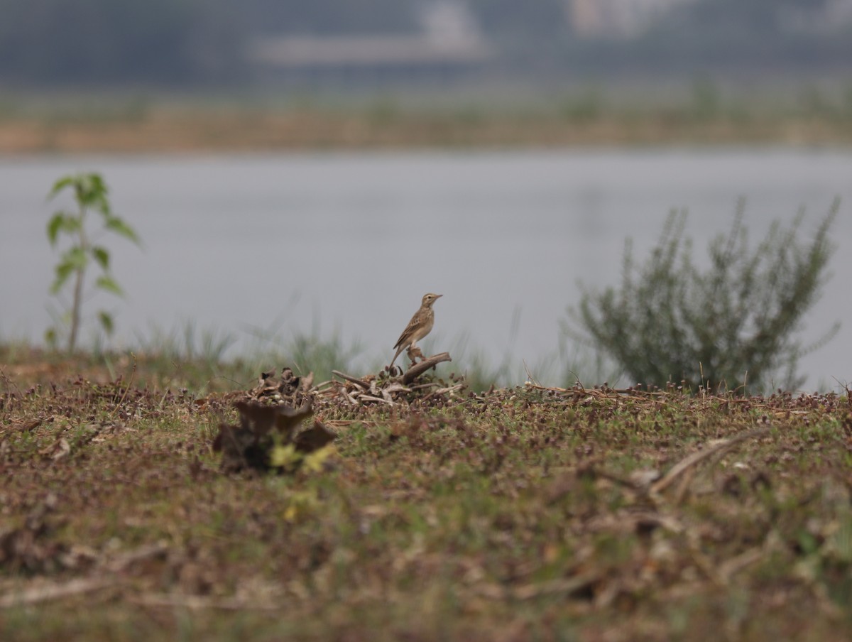 Anthus sp. - ML611385491