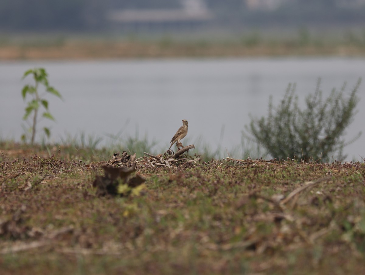 tanımsız Anthus sp. - ML611385492