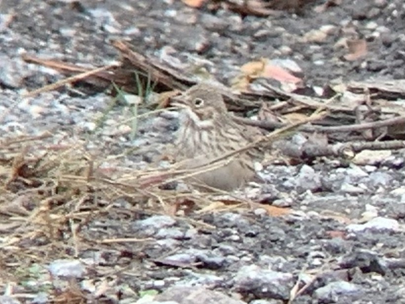 Vesper Sparrow - ML611385553