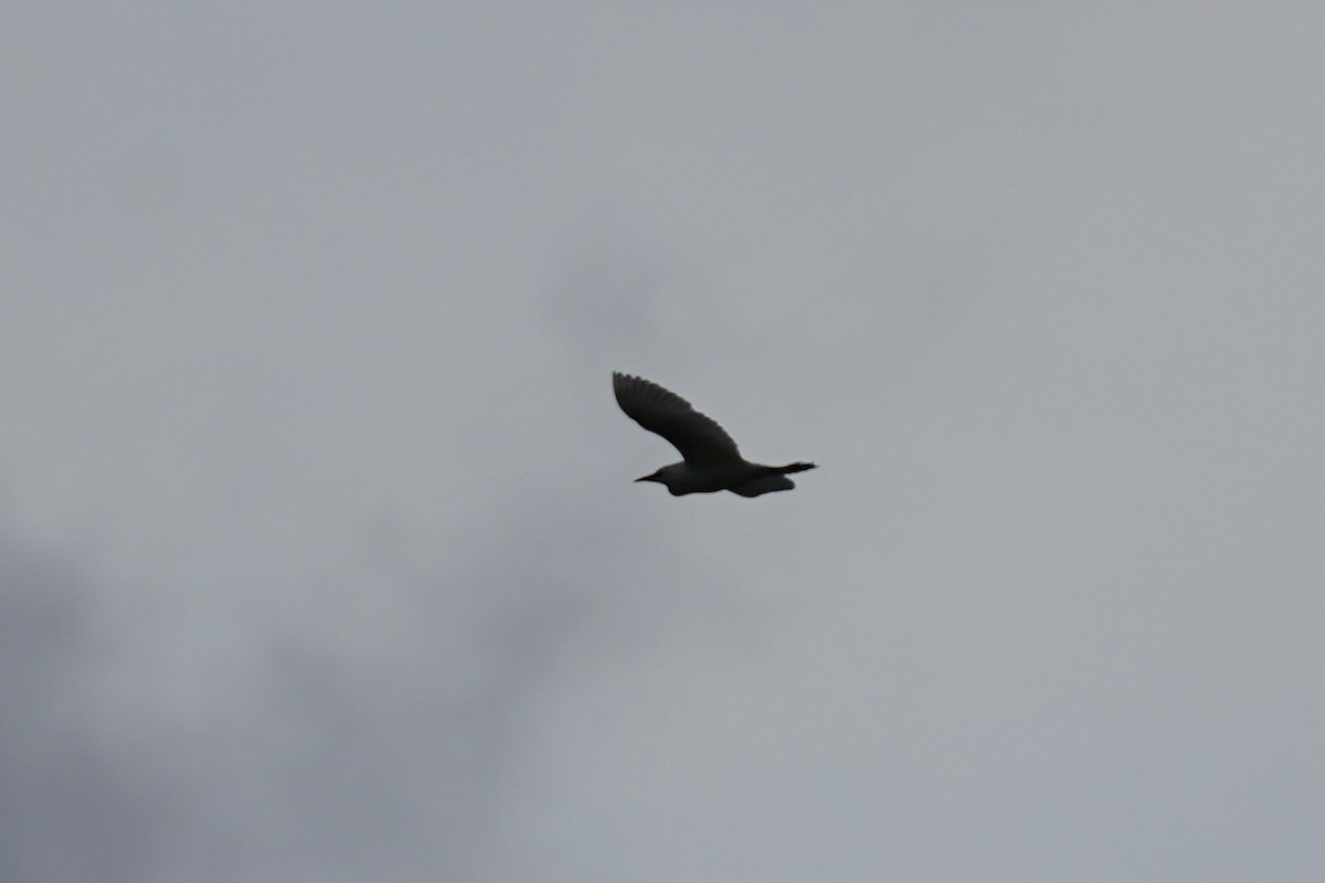 Western Cattle Egret - ML611385591