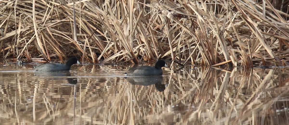 American Coot - ML611385639