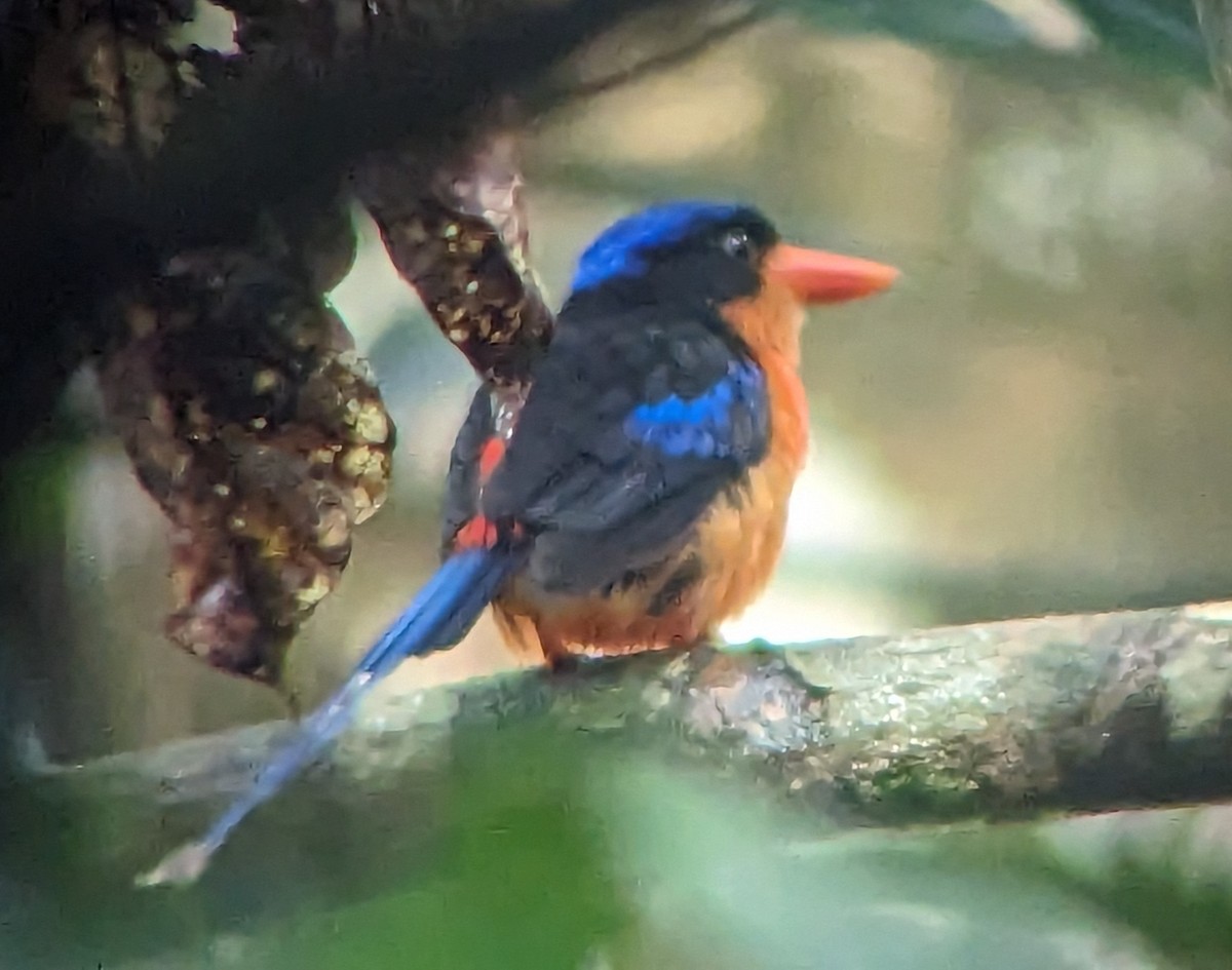 Red-breasted Paradise-Kingfisher - Jim Peterson