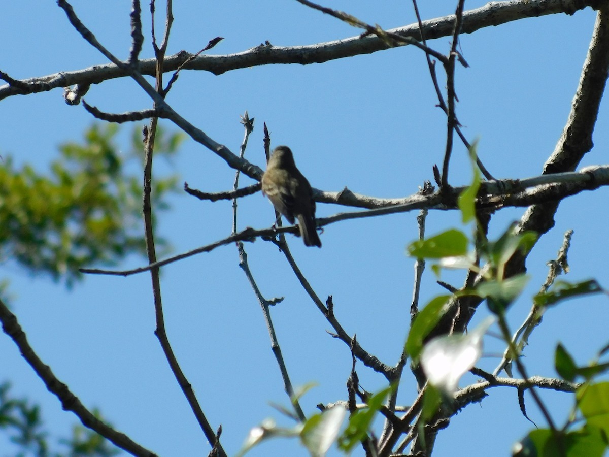 Willow Flycatcher - ML611385695