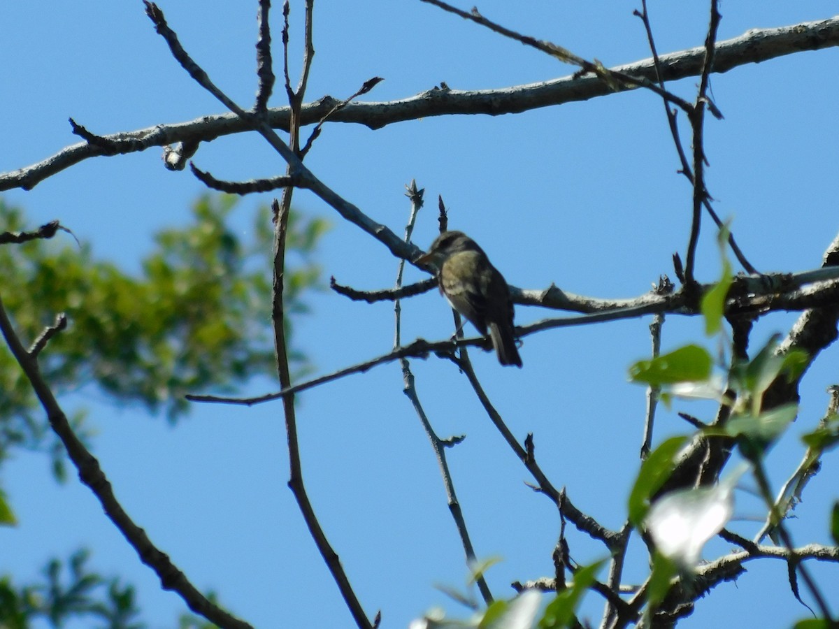 Willow Flycatcher - ML611385696