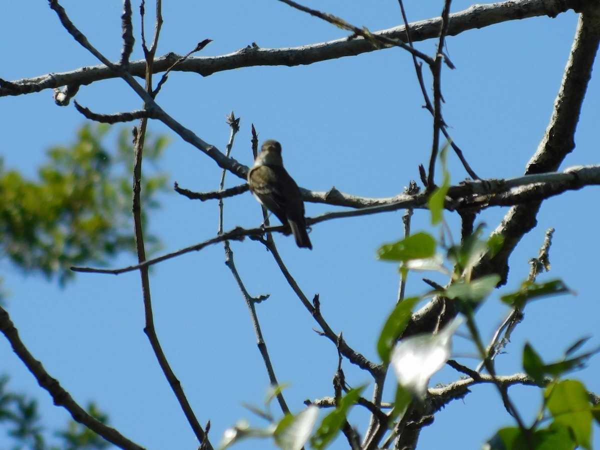 Willow Flycatcher - ML611385700