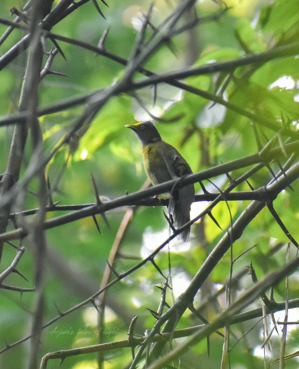 Gray-headed Bulbul - ML611385763