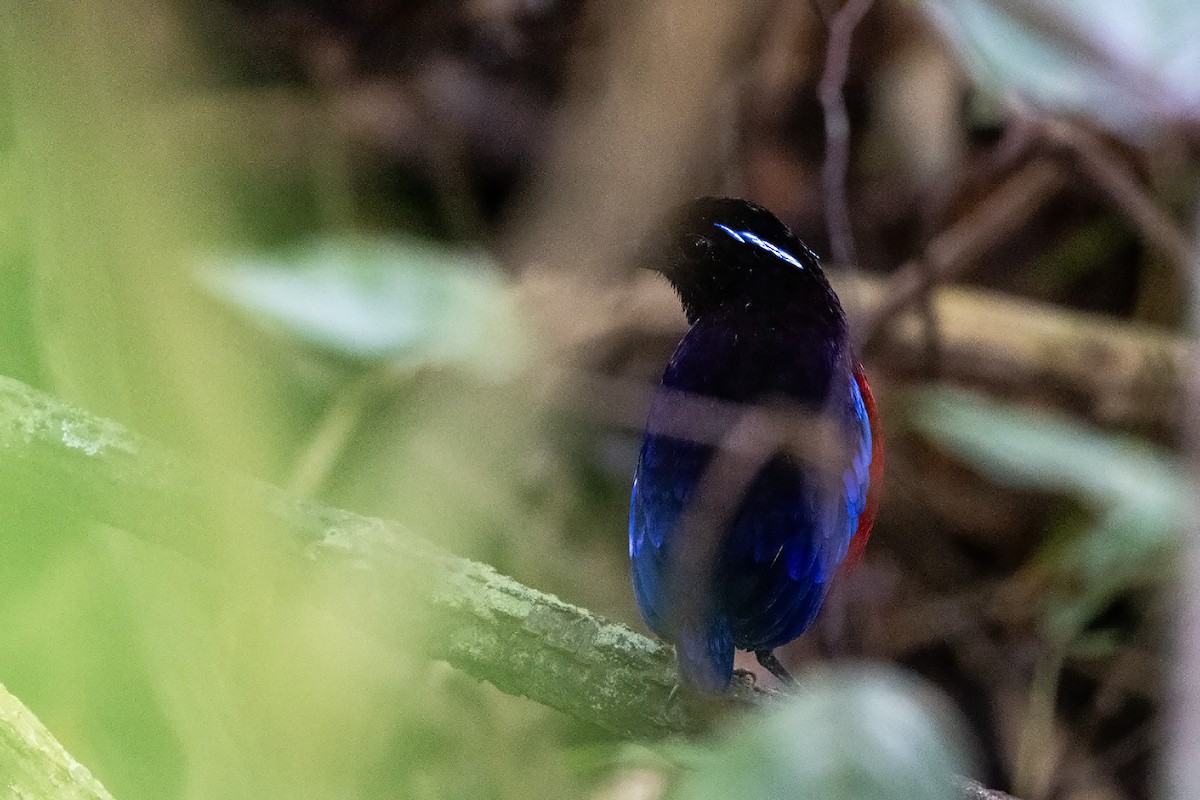 Black-crowned Pitta - ML611385816