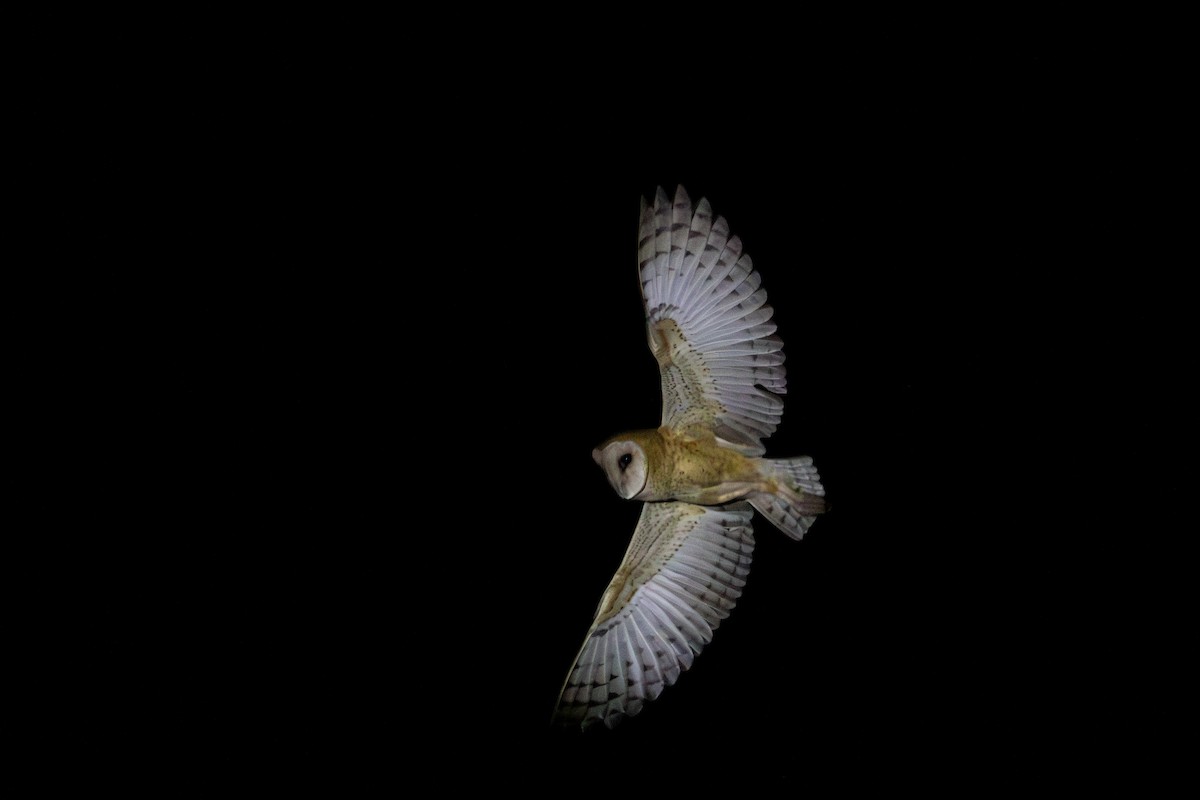 Barn Owl - Gustavo Dallaqua